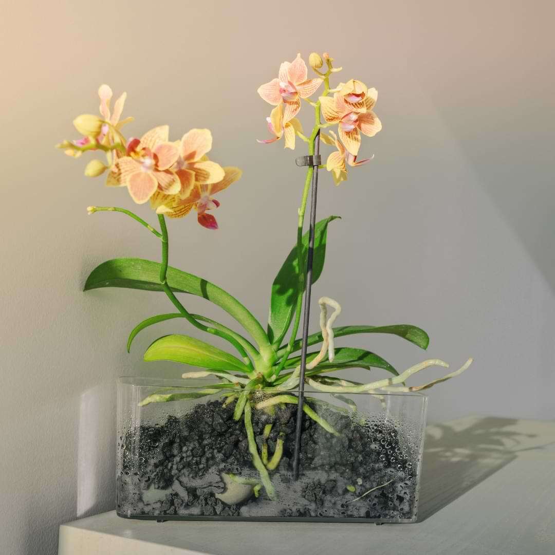 orquídea com raízes aéreas em vaso de vidro