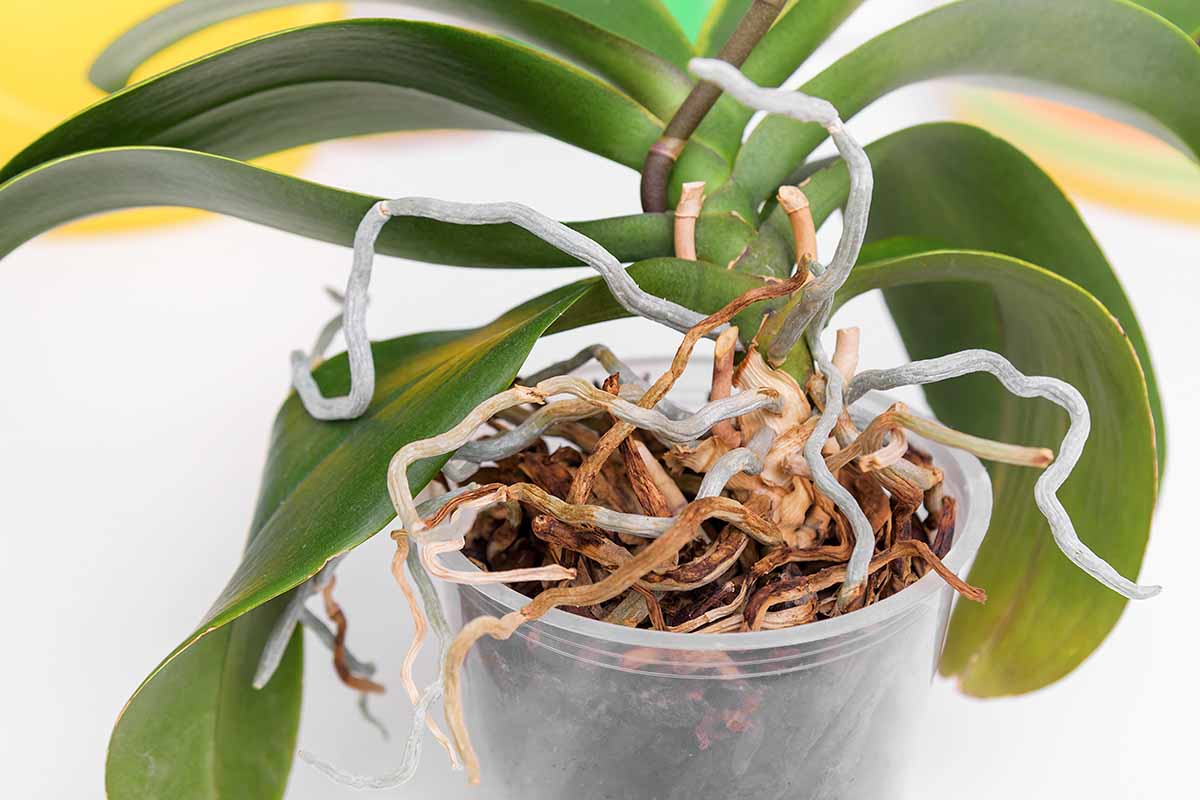 orquídea com raízes aéreas em vaso