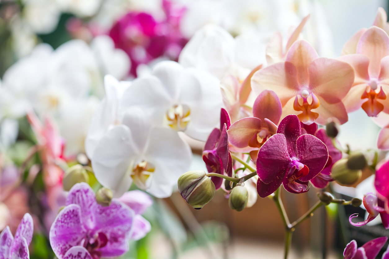 orquídeas de várias cores