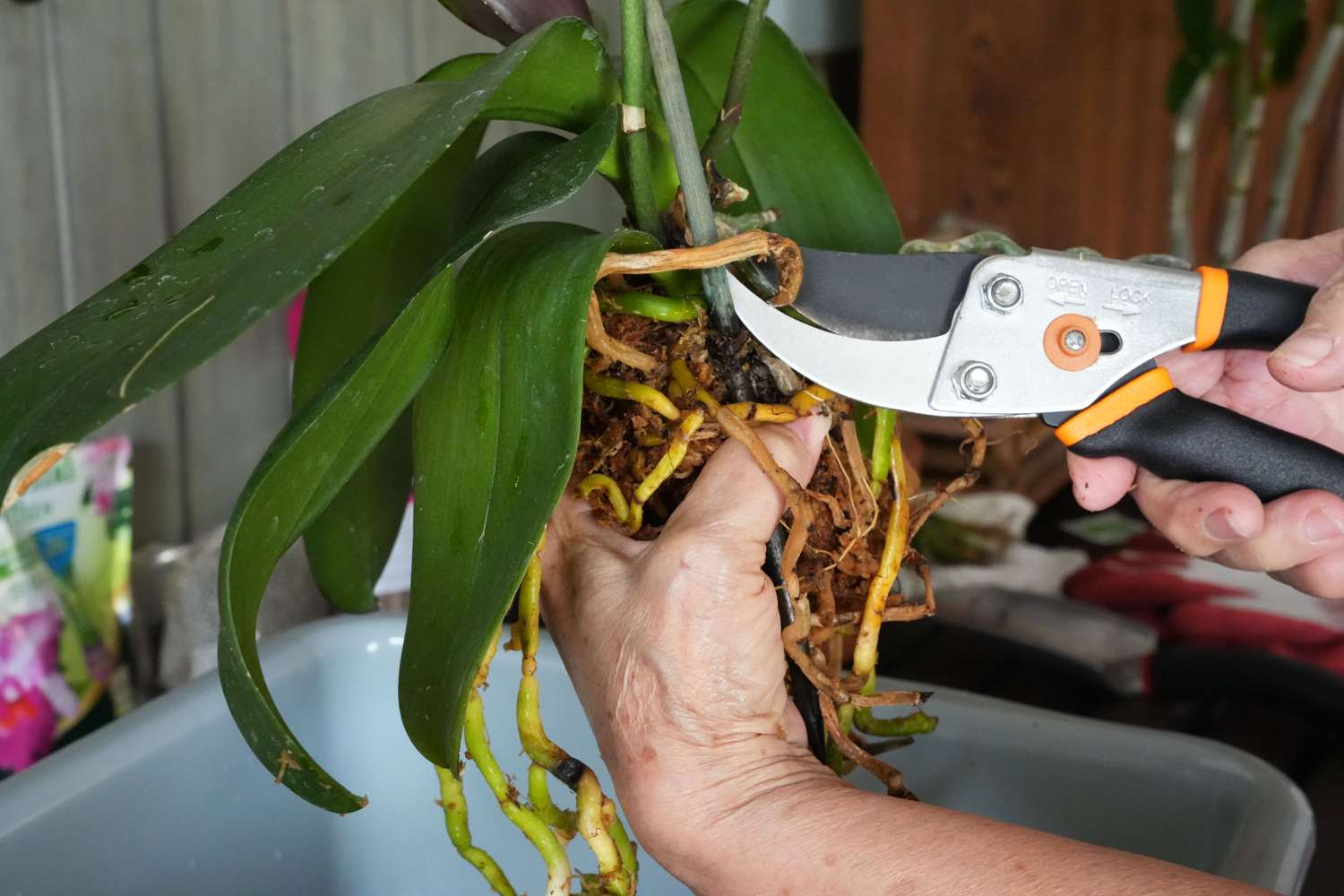 pessoa cortando raízes de orquídea