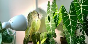 plantas recebendo luz artificial