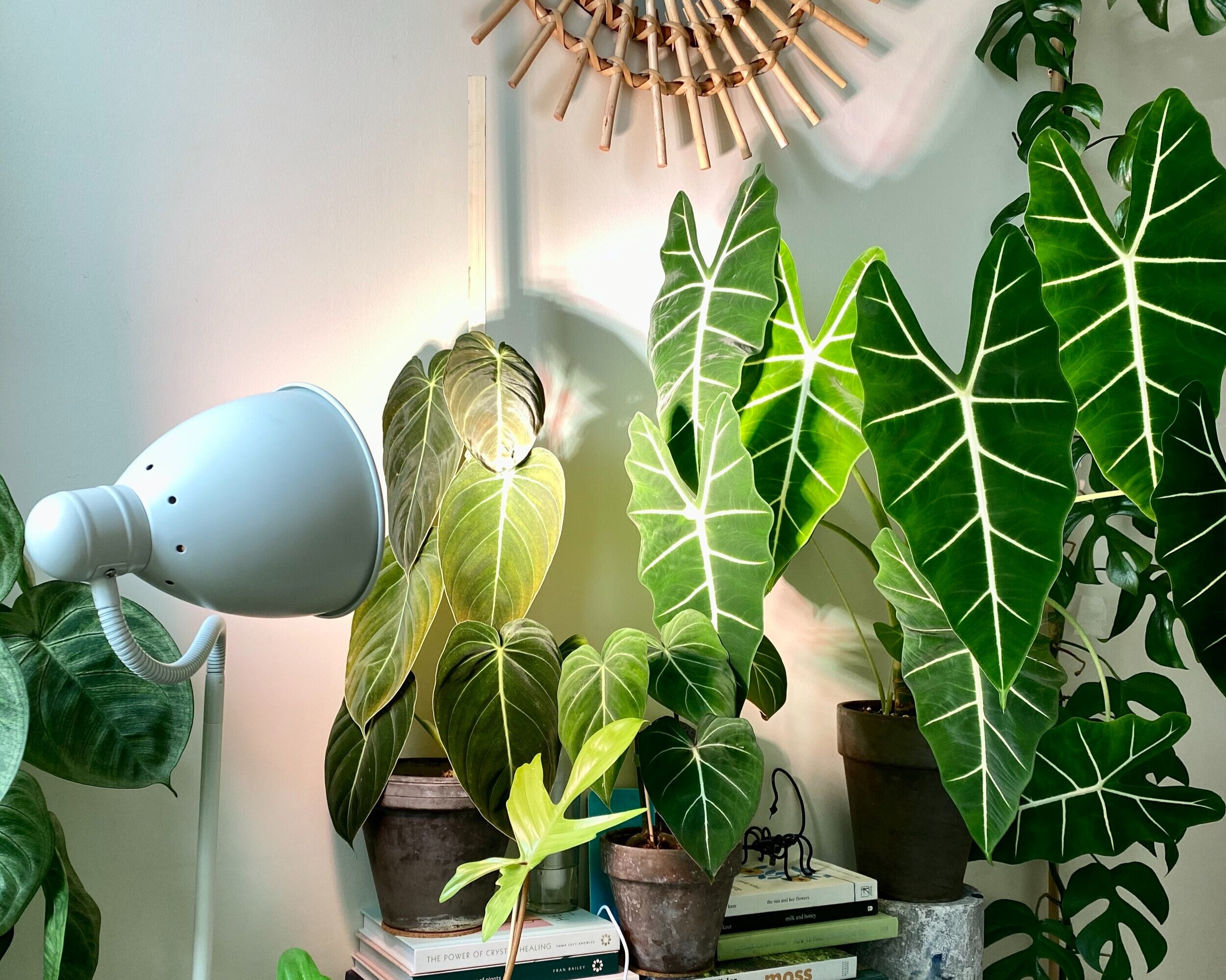 plantas recebendo luz artificial