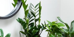 vaso de zamioculca perto de outras plantas