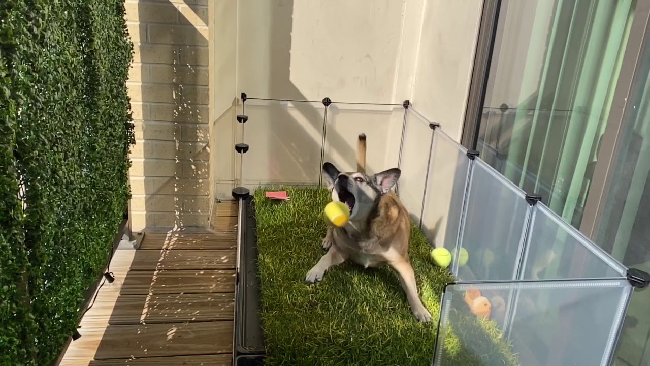 cachorro brincando em varanda