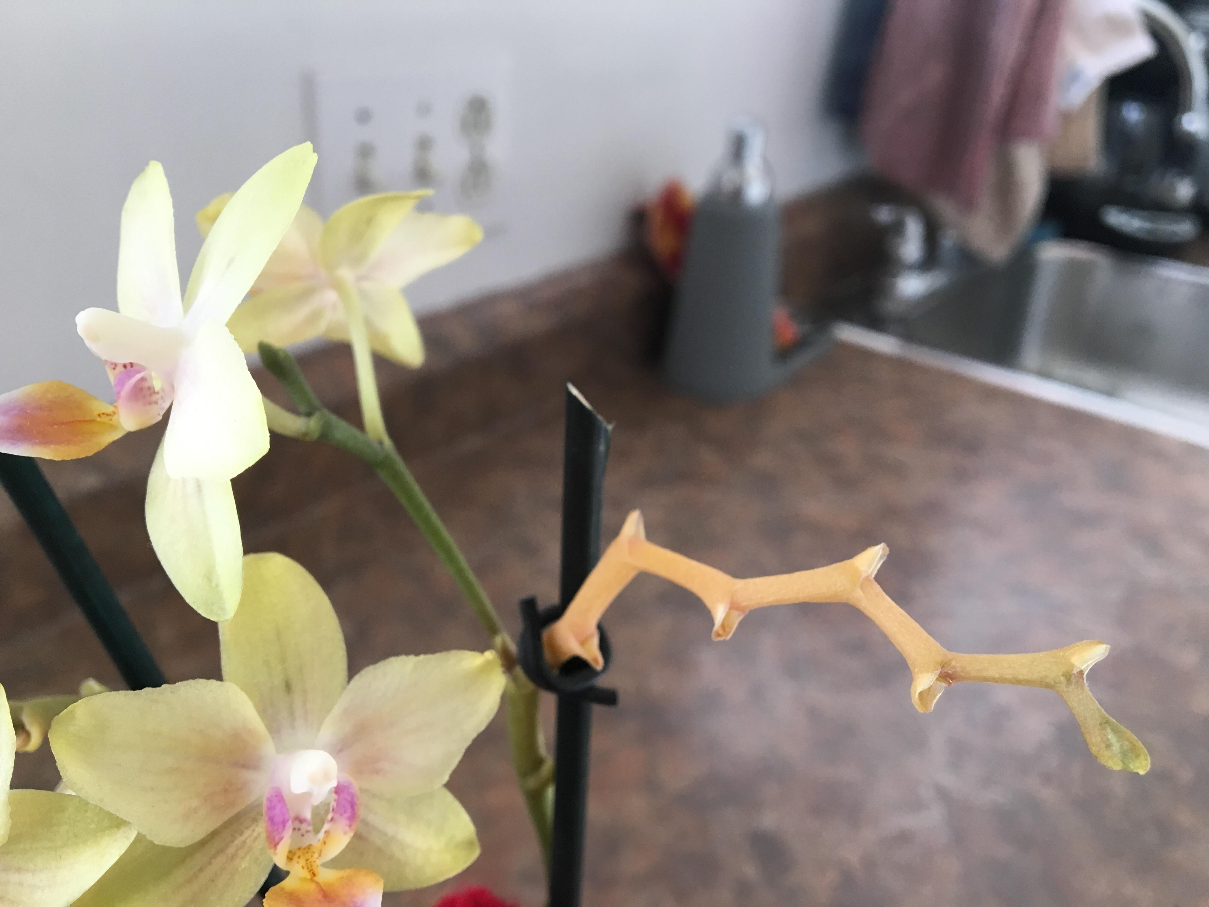 caule da orquídea amarelando