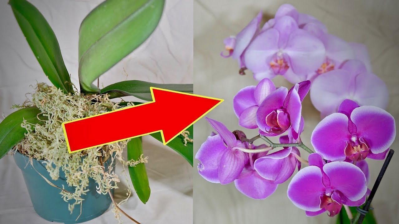 como fazer orquídea florir
