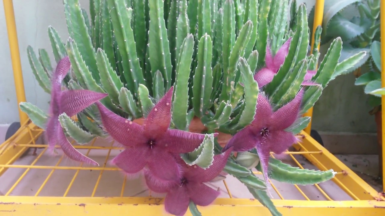 Cultivo do cacto-estrela: como ter essa planta CURIOSA em casa? (Imagem: Juracy Ribeiro/ Youtube)