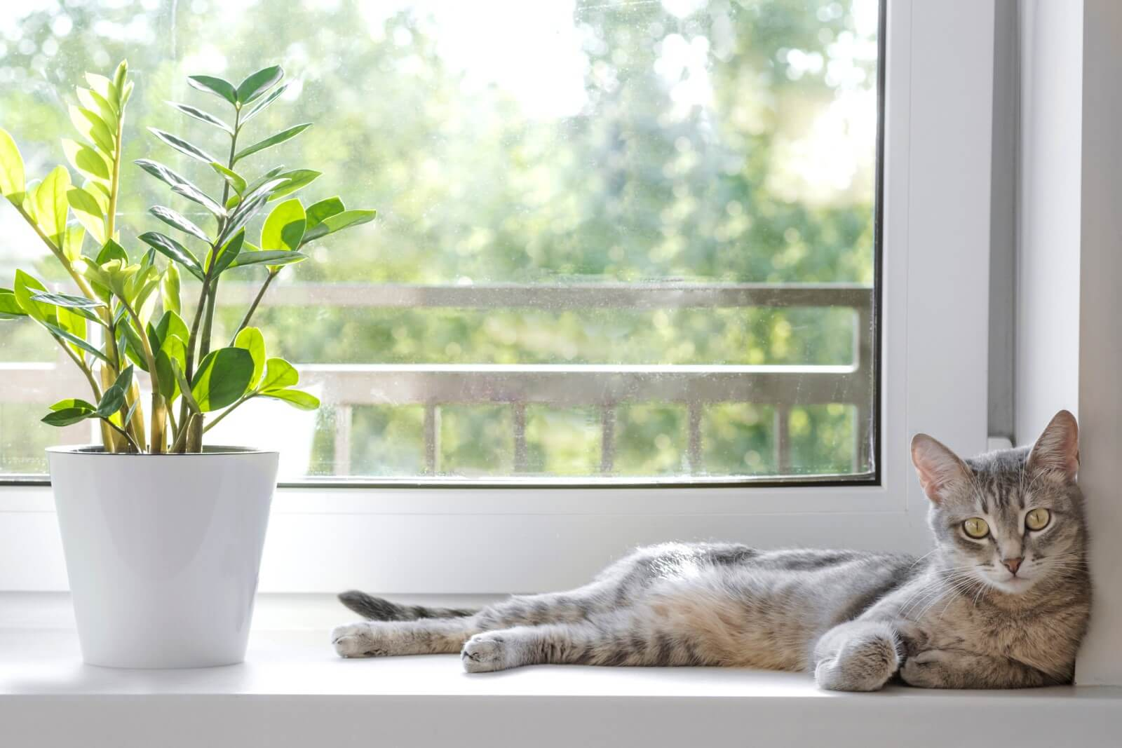 gato deitado ao lado de vaso de zamioculca