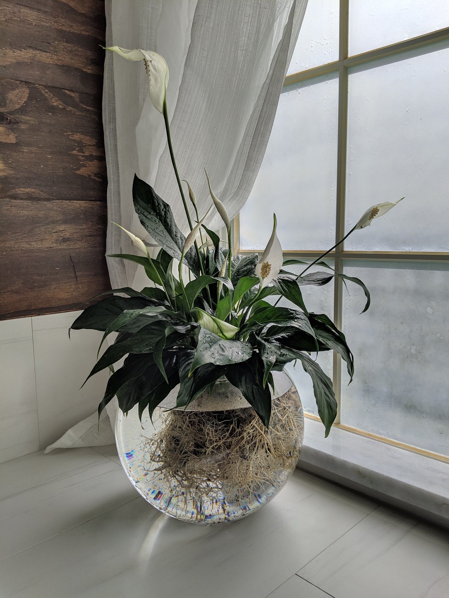 lírio-da-paz cultivado na água em vaso