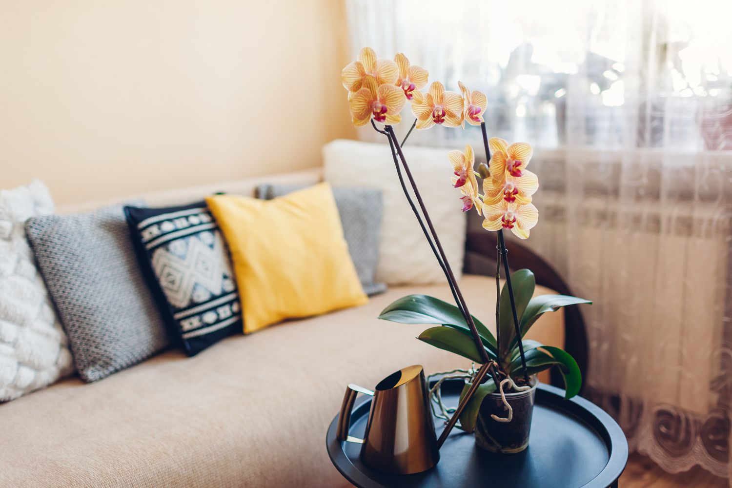 orquídea amarela em sala