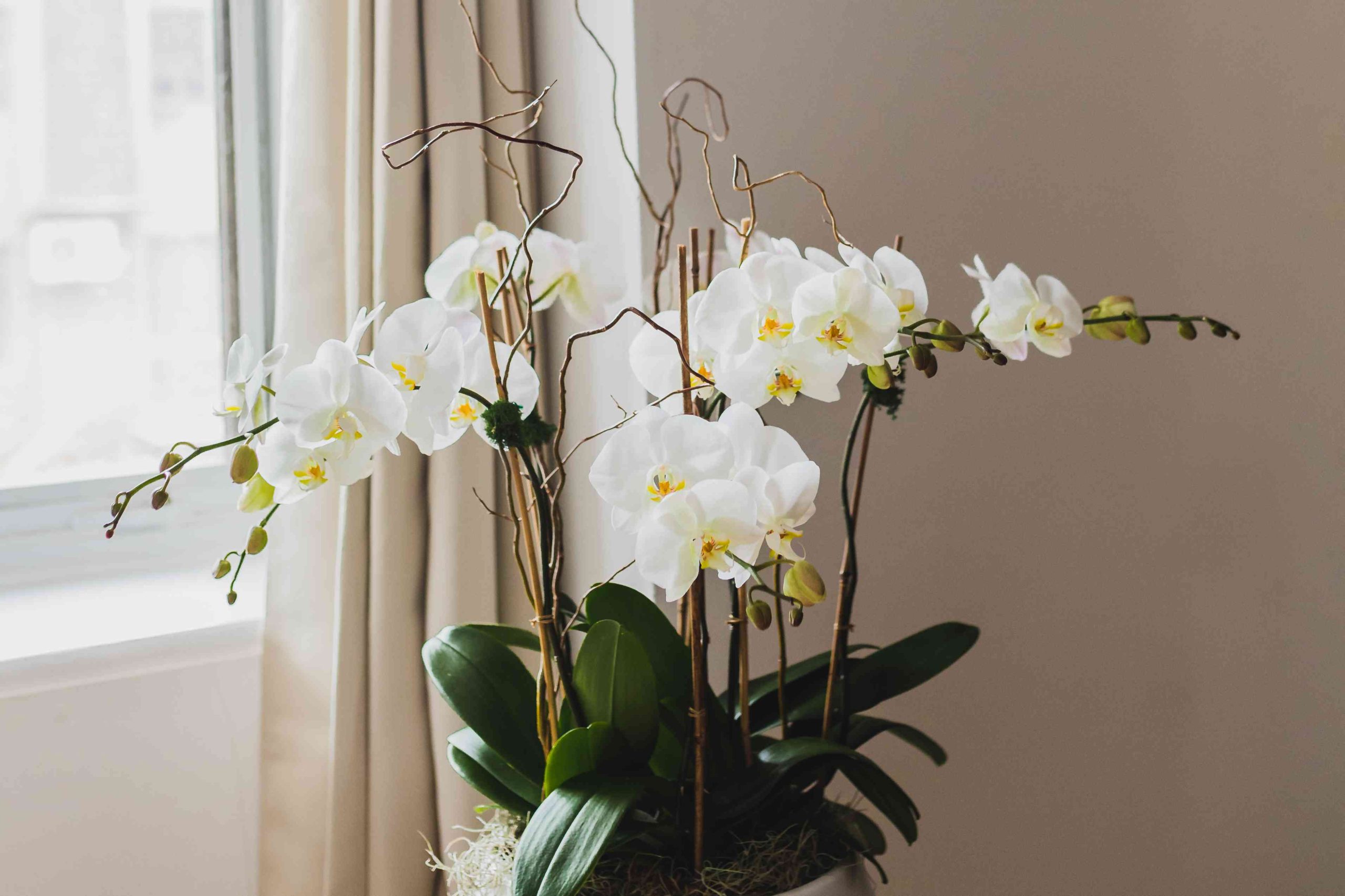 orquídea branca perto de janela