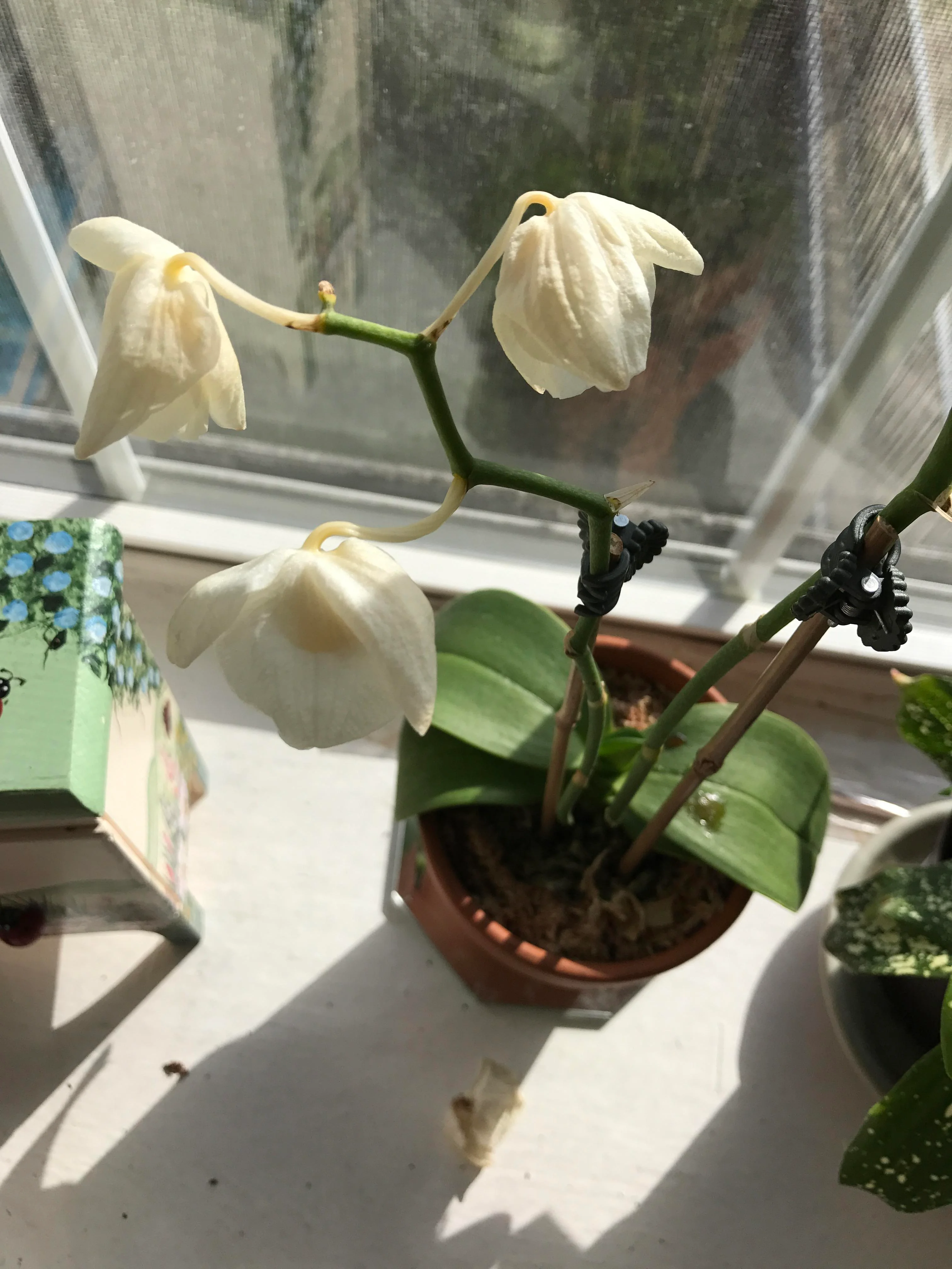 orquídea com aspecto não saudável