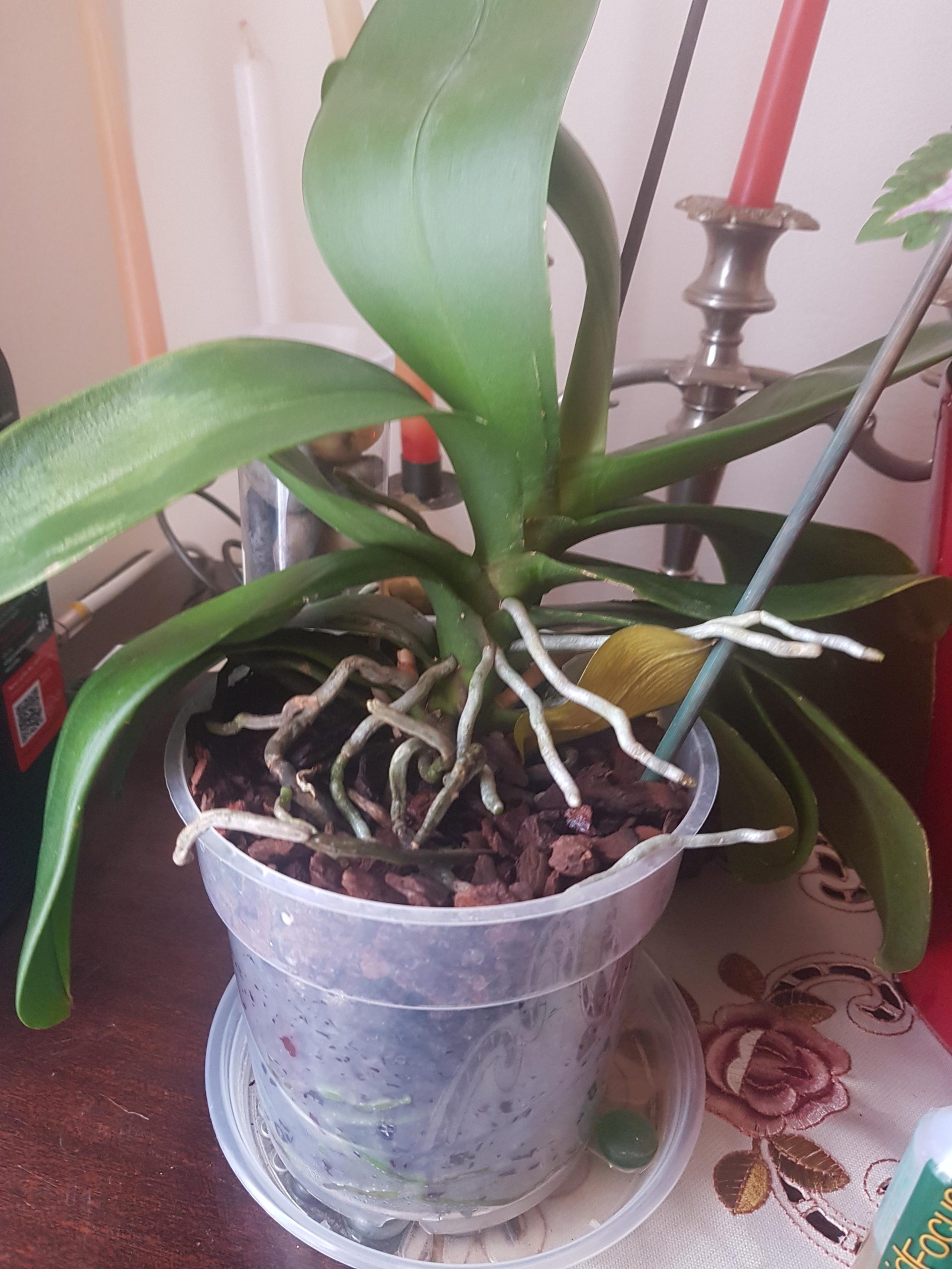 orquídea em vaso para replantio