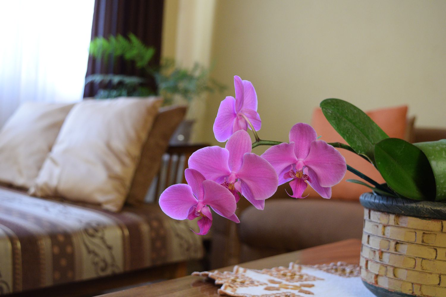 orquídea rosa em sala