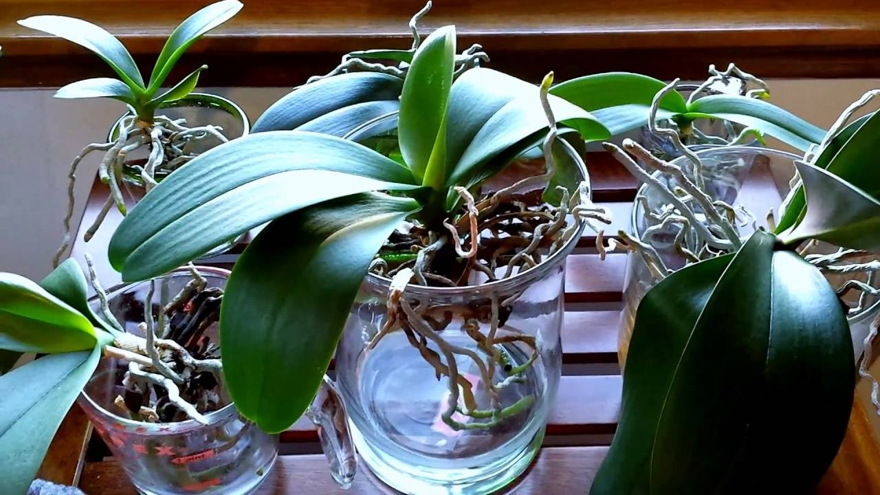 orquídeas cultivadas em água