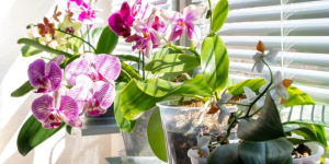 orquídeas em vasos em janela