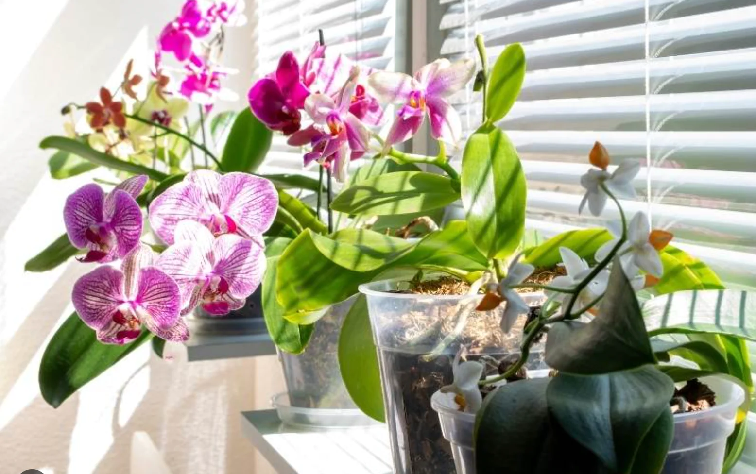 orquídeas em vasos em janela