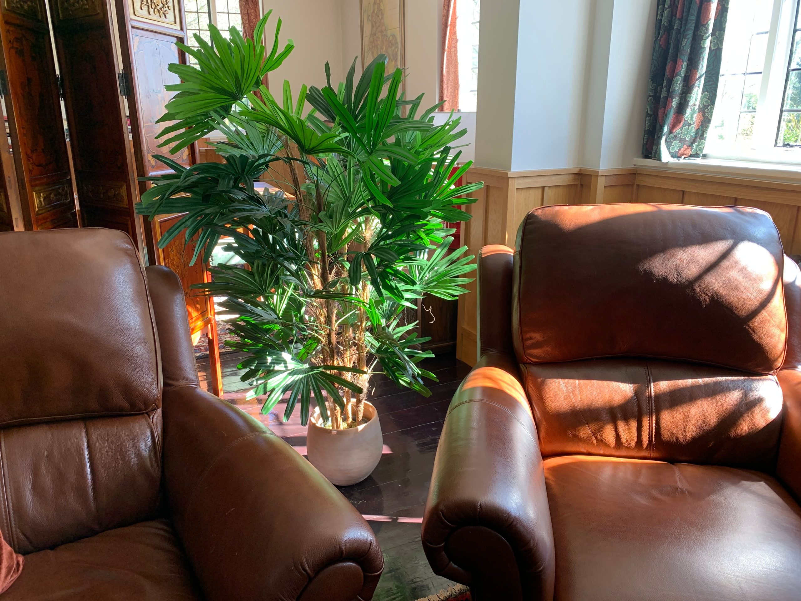 palmeira-ráfis em espaço da casa