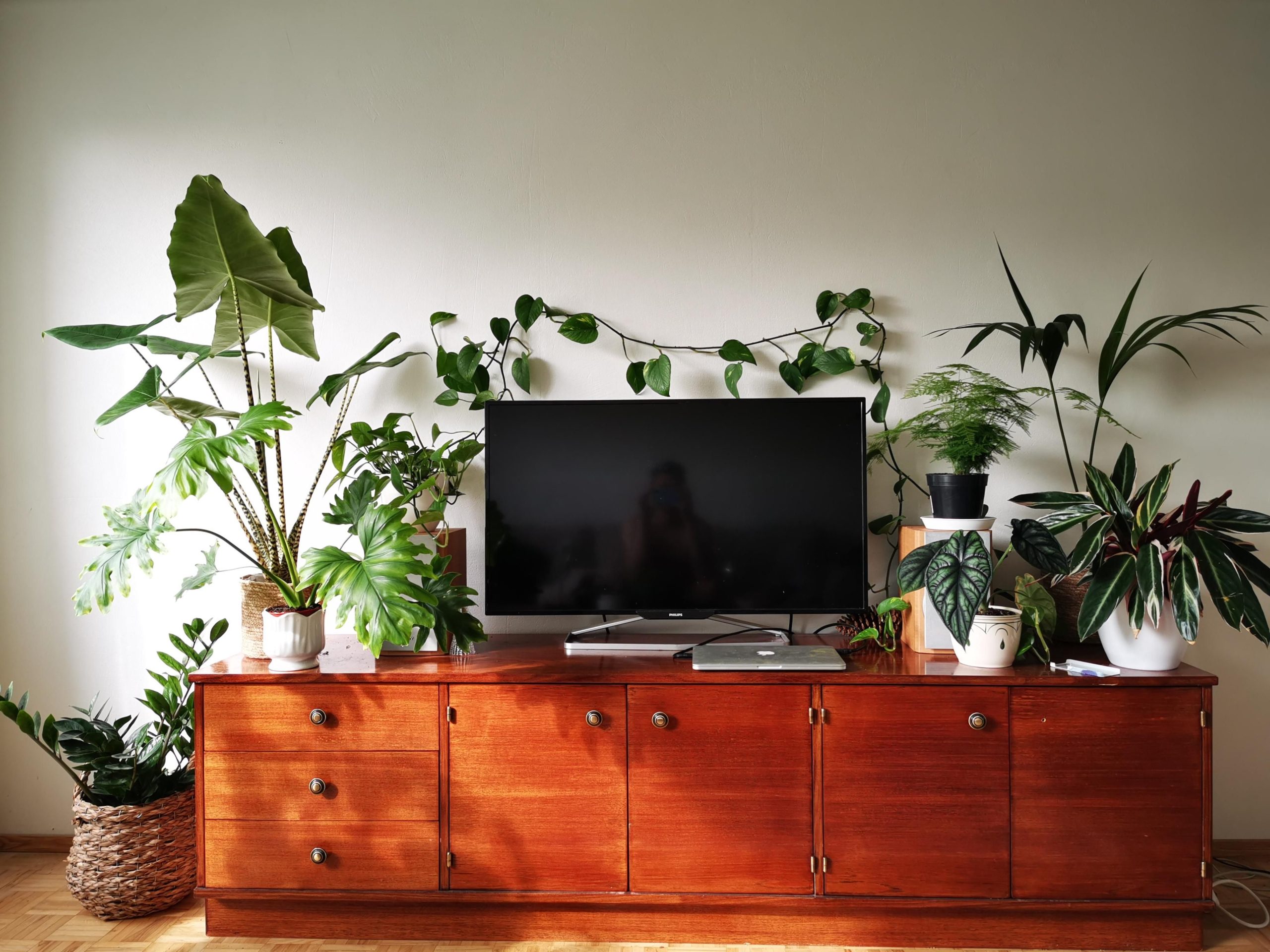 plantas ao redor de rack da TV