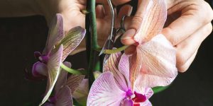poda de flor murcha de orquídea