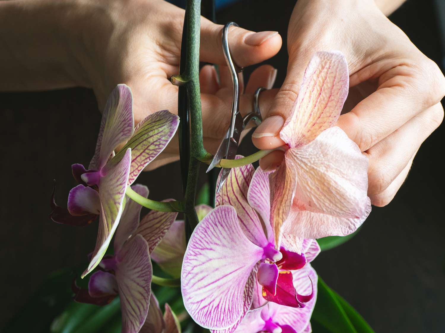 poda de flor murcha de orquídea