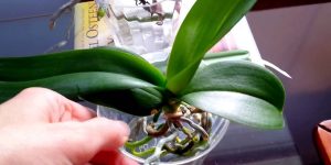 processo de cultivo de orquídea em água