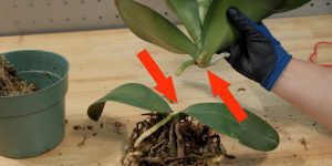 propagar orquídea por divisão de caule