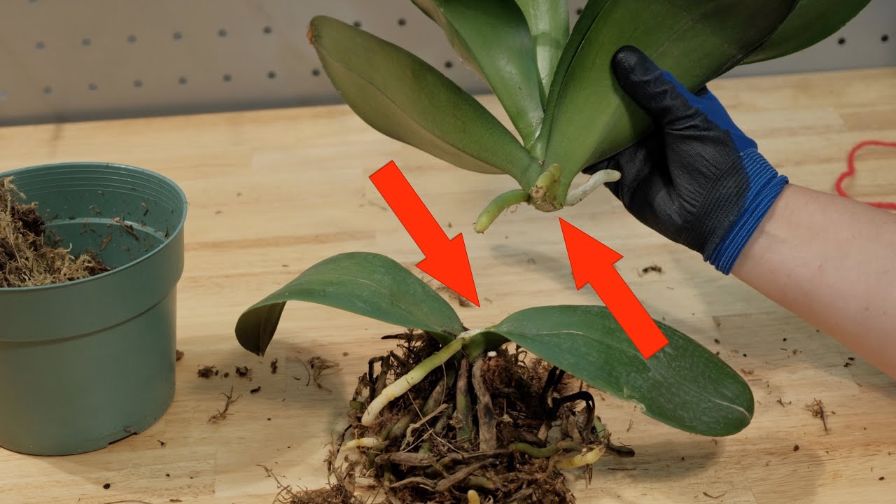 propagar orquídea por divisão de caule