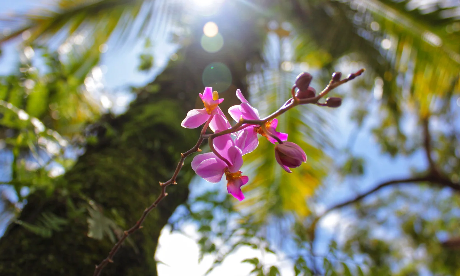 ramo de orquídea ao ar livre