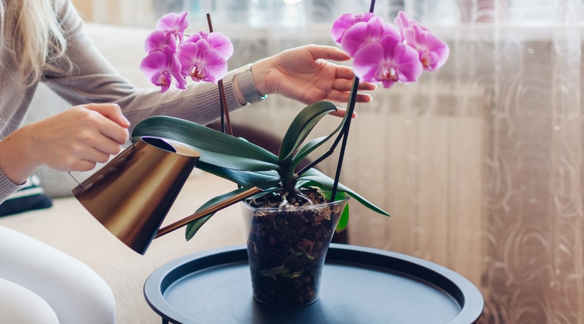 rega de orquídea