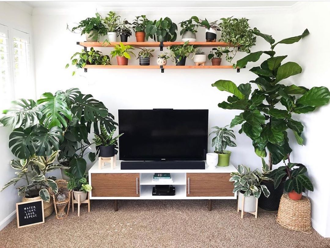 sala de estar com rack de TV com plantas