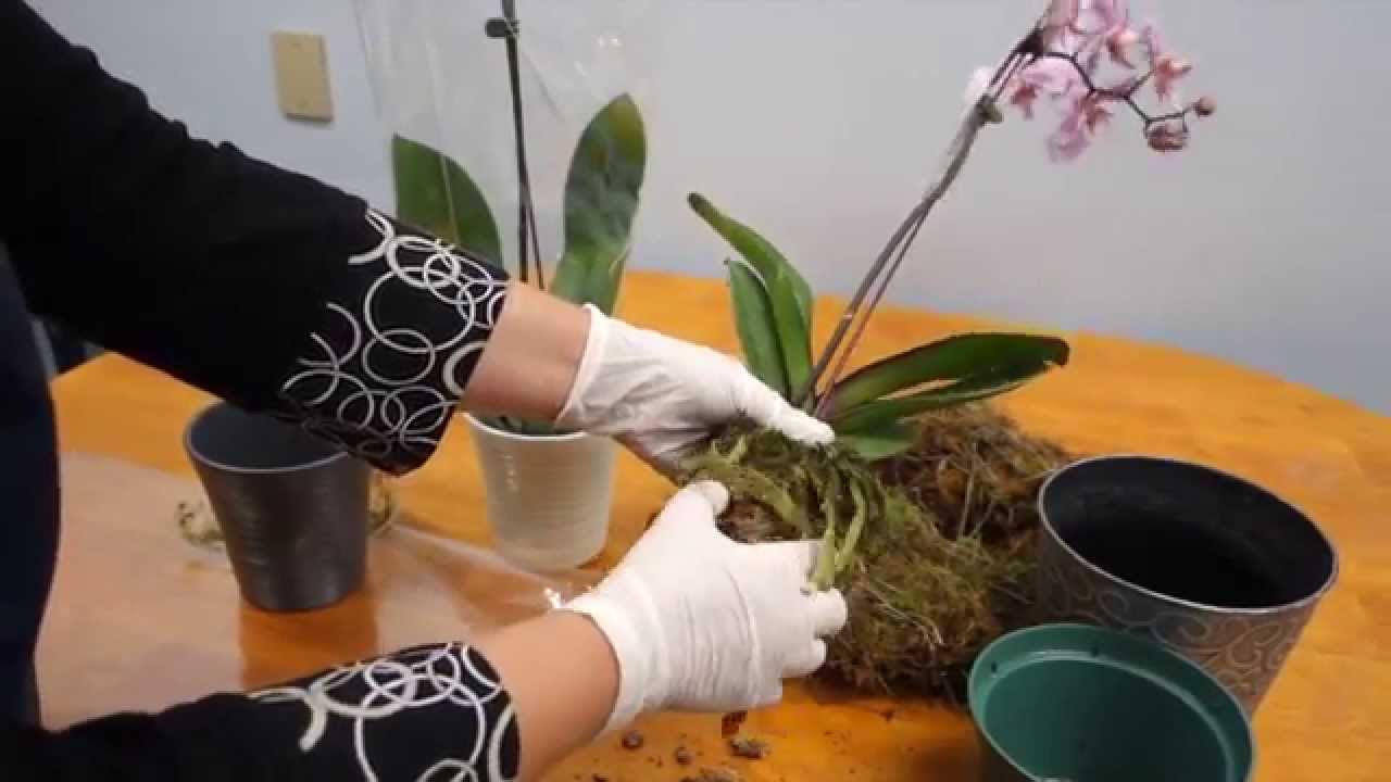 troca de orquídea de vaso