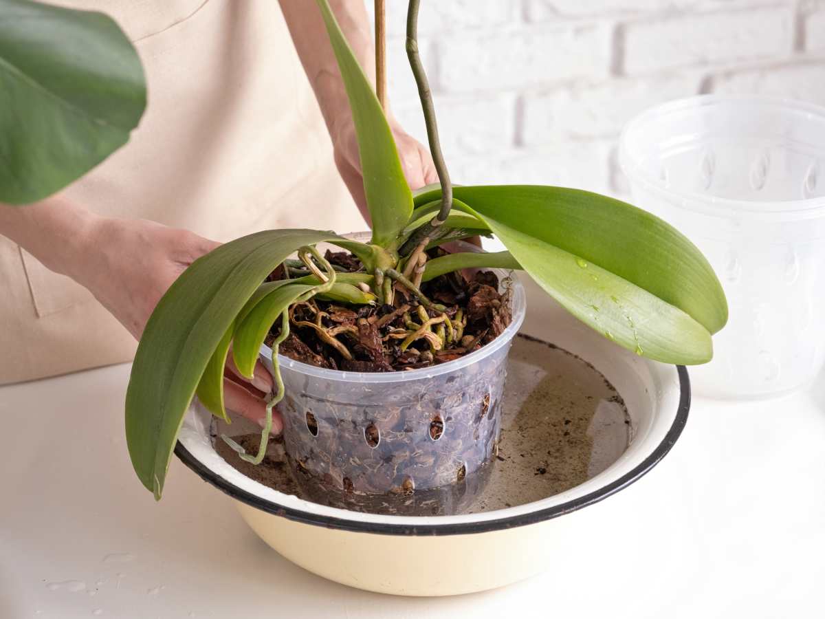 uso de bandeja de água para regar orquídea