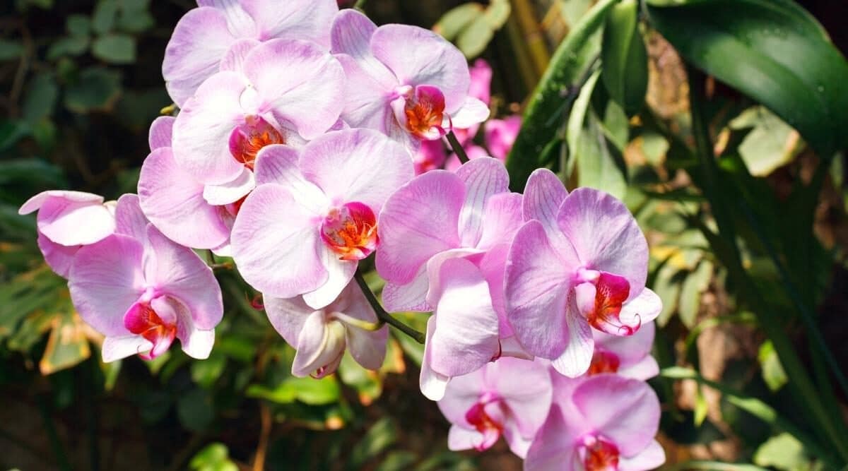 variedade de orquídea cor-de-rosa