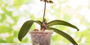 vaso com orquídea sem flores