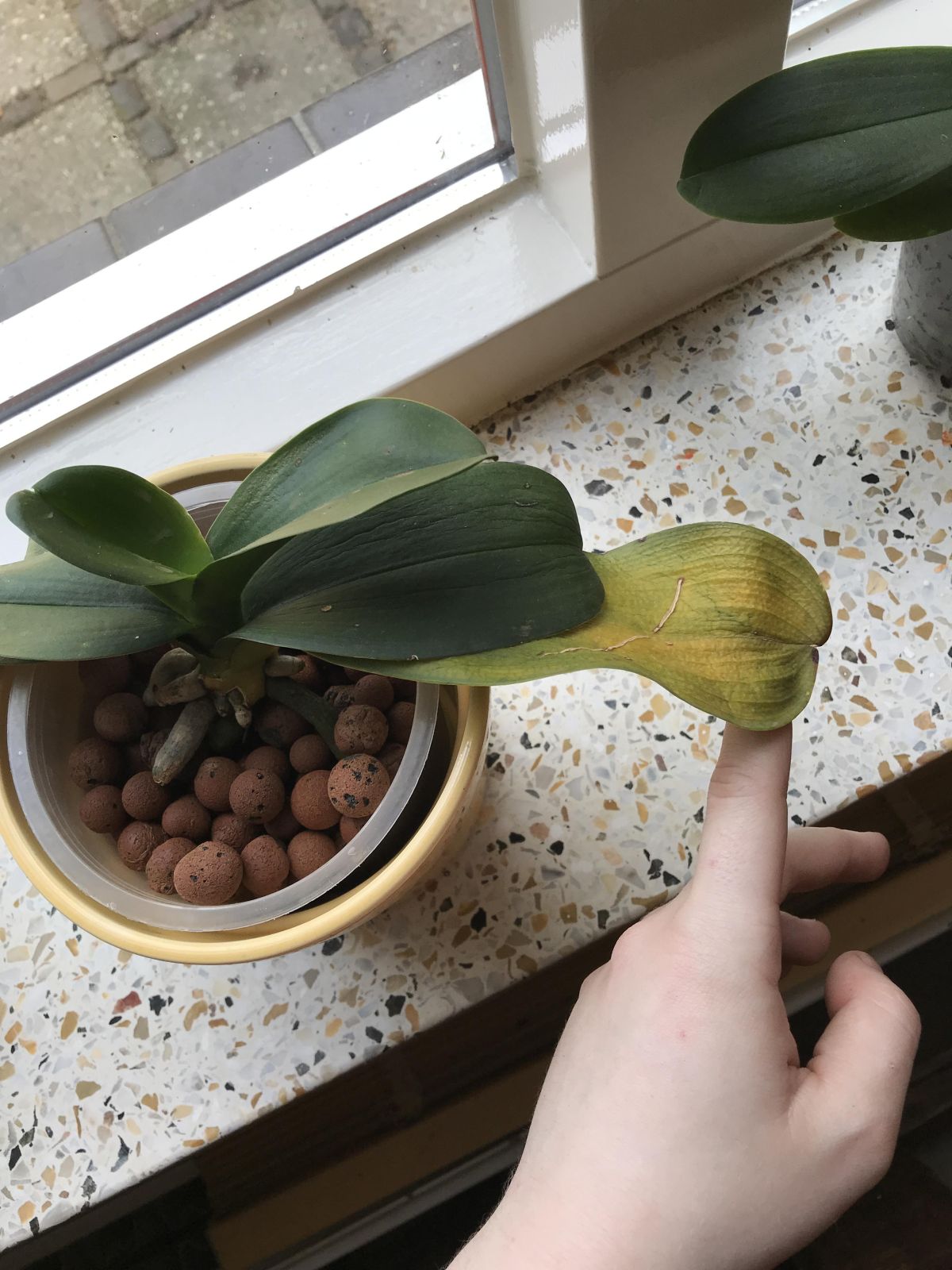 vaso de orquídea não saudável em janela