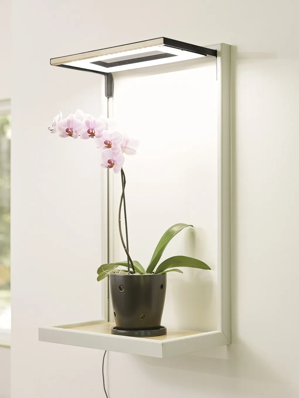 vaso de orquídea sob luz artificial
