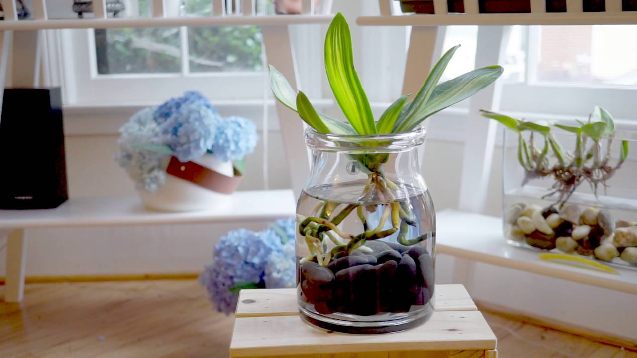 vaso de vidro com orquídea cultivada em água