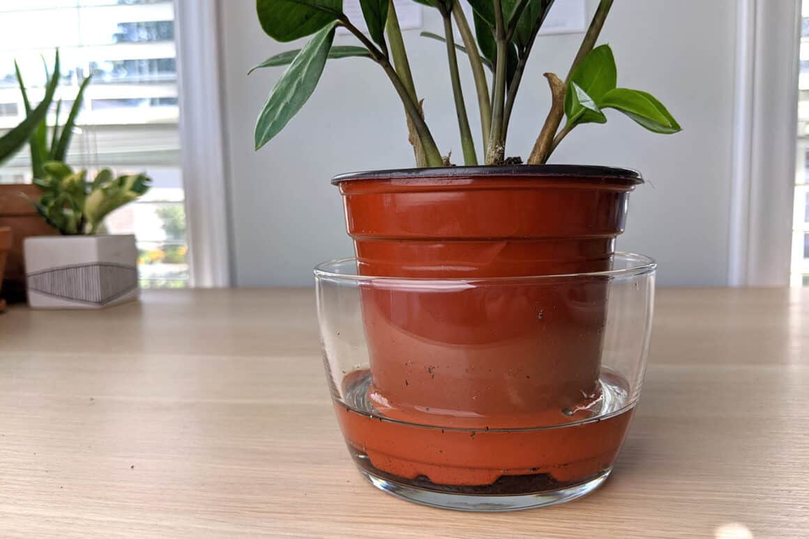 vaso de zamioculca com irrigação inferior