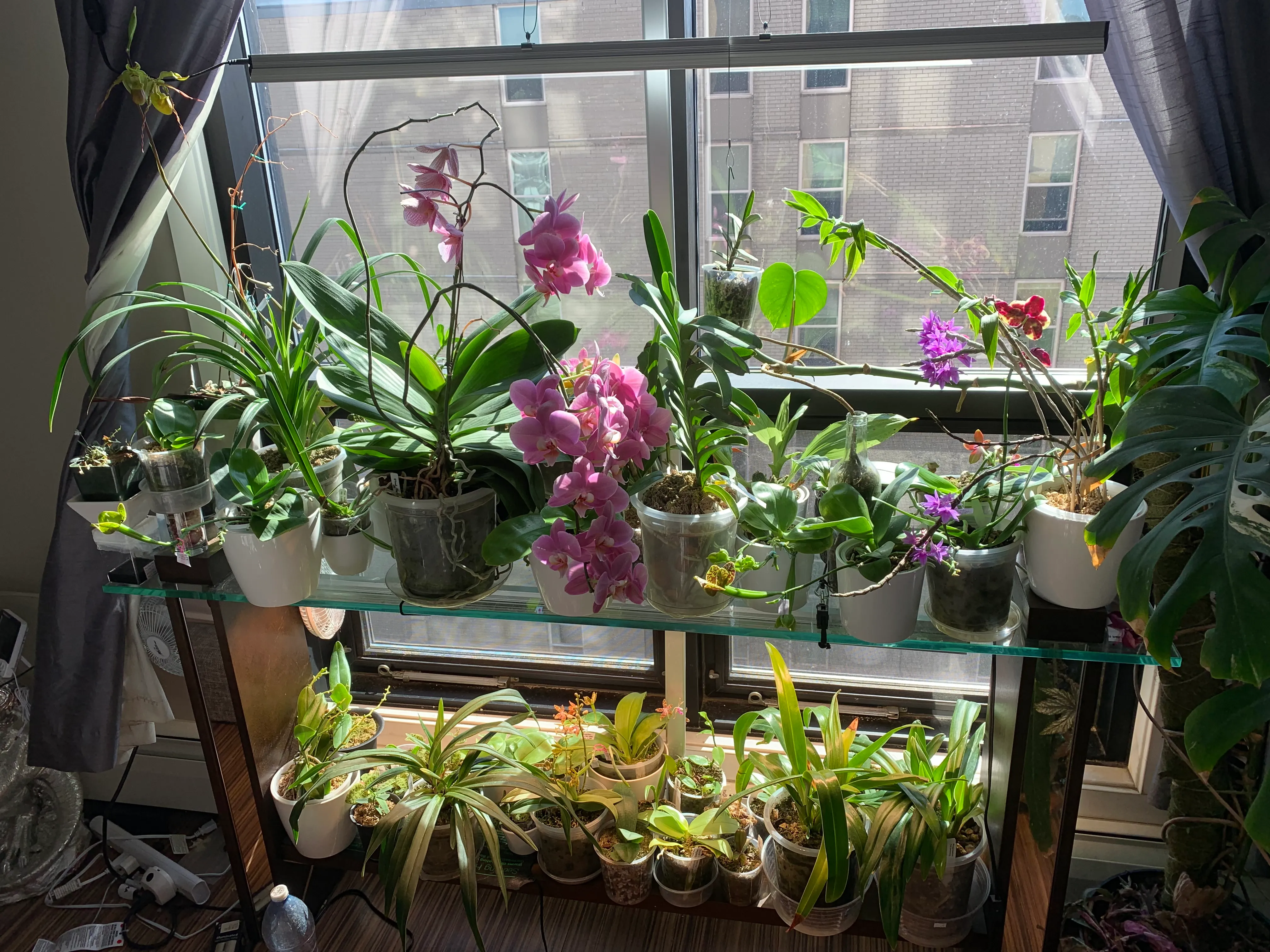 vasos de orquídeas