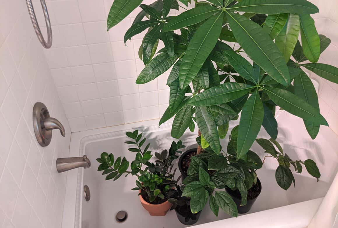vasos de plantas em banheira