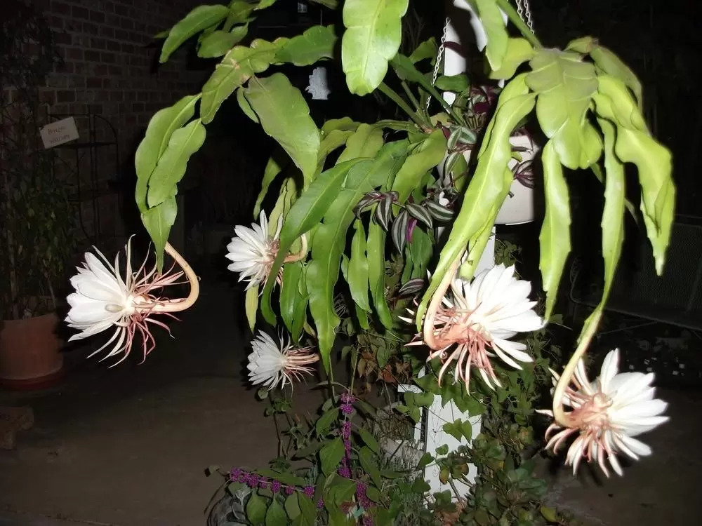 7 plantas que florescem à noite para perfumar o jardim sob o luar