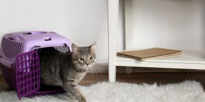 Caixa de transporte para gatos saiba como acostumar seu pet de maneira natural e evitar estresse