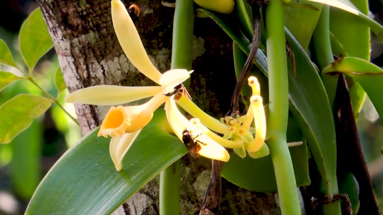 abelha em orquídea baunilha