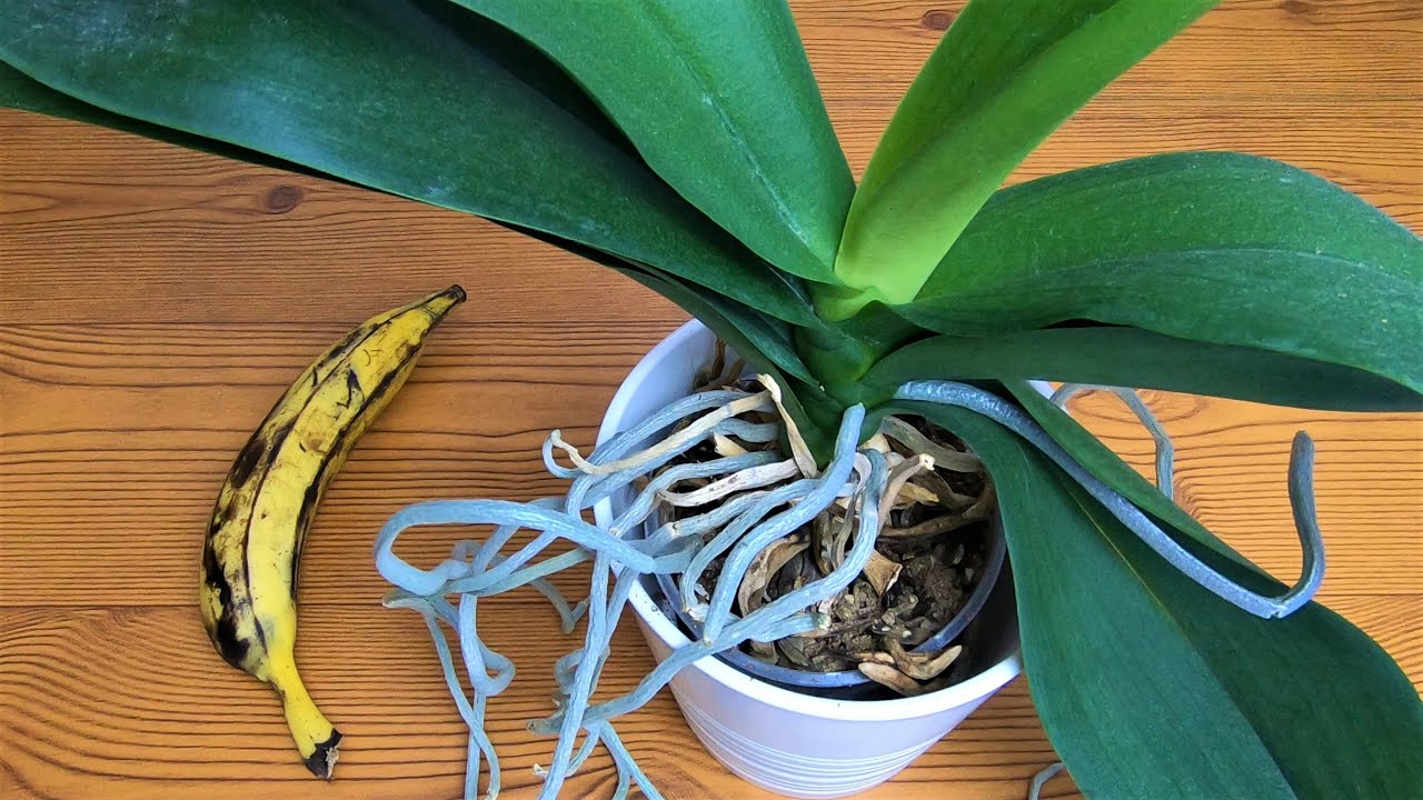 banana ao lado de vaso de orquídea