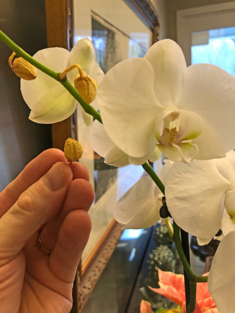botões de orquídea secos