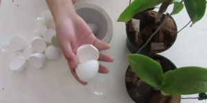 casca de ovo para adubar orquídeas