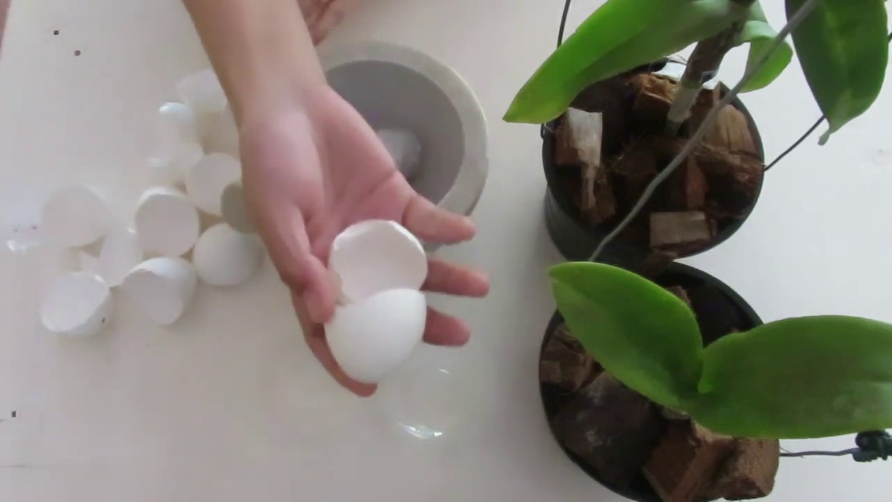 casca de ovo para adubar orquídeas