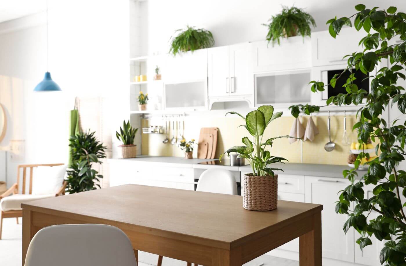 cozinha ampla com várias plantas