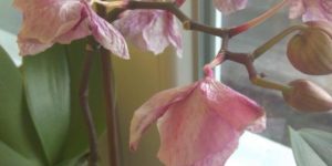 orquídea com murchamento